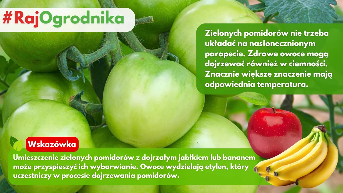 Jak przysieszyć dojrzewanie zielonych pomidorów po zbiorze blog sklep rajogrodnika